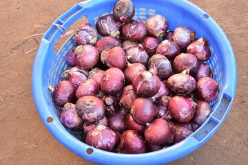Indian Onions in the basket closeup