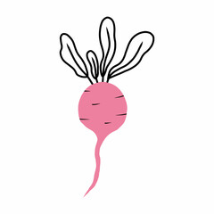  Vector illustration of a radish in doodle style.