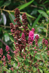 dark pink flowers drying on the bush in the summer