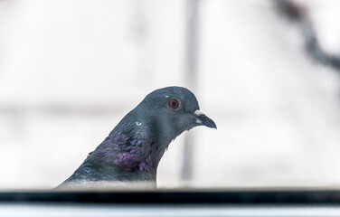 A pigeon sits on the ledge and looks out the window