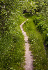 A narrow winding footway is a walking path among green grass and bushes on a summer day.
