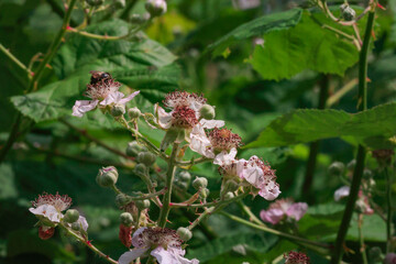 light pink wild blackberries in a cluster of spring flowers