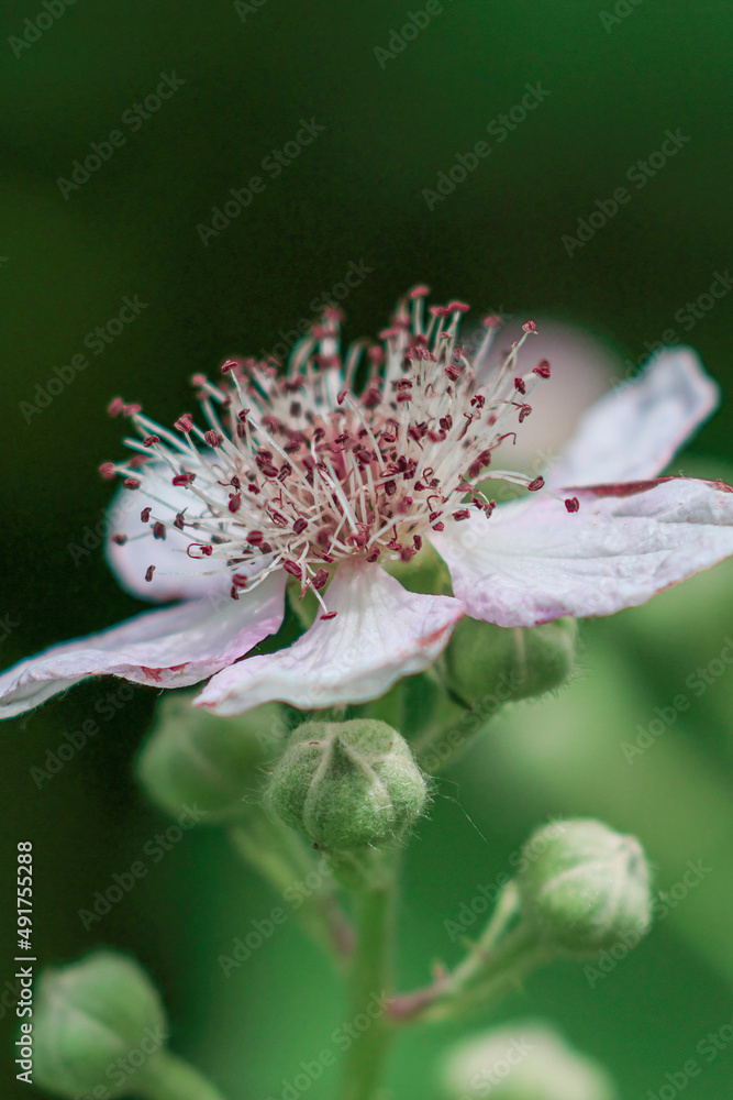 Canvas Prints blackberry flower blooming in cluster of buds