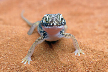 Sand gecko basking in the sand, Closeup sand gecko (Stenodactylus petrii)