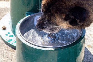 large dog drinking from a water fountain