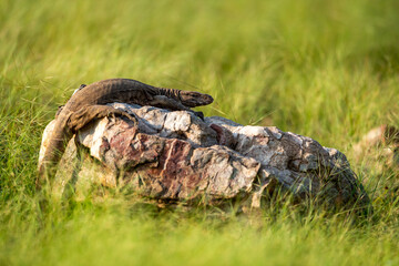 monitor lizard or bengal monitor or common indian monitor or varanus bengalensis portrait on rock in natural post monsoon green forest at ranthambore national park forest india