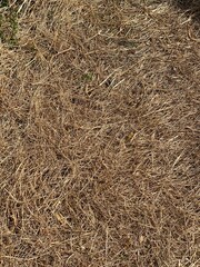 hay bale background