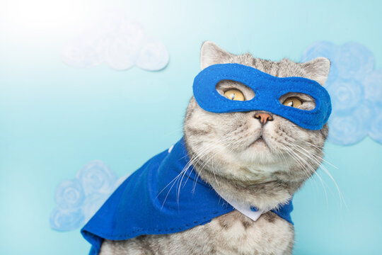 superhero cat, Scottish Whiskas with a blue cloak and mask. The concept of a superhero, super cat, leader