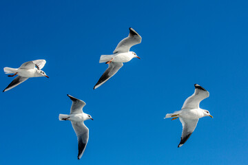 Fototapeta premium seabirds and wildlife