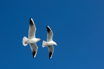 seabirds and wildlife