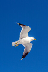 seabirds and wildlife