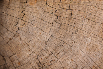 The texture of the iron tree. Background on a cut of wood.