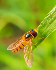 Colourful yellow hoverfly in the jungle selective focus images with natural background.