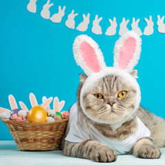 Cute cat, Easter composition. Cat as a rabbit, background for Easter