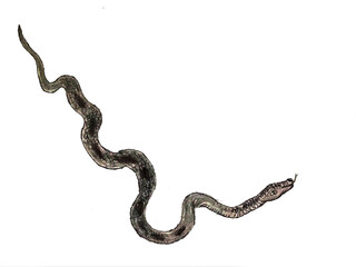 snake isolated on white background