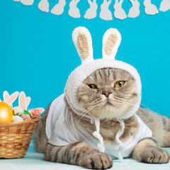 Fototapeta na wymiar Easter Bunny.Scottish cat in the form of an Easter rabbit with a basket of Easter eggs. Holiday background, funny picture. spring holiday