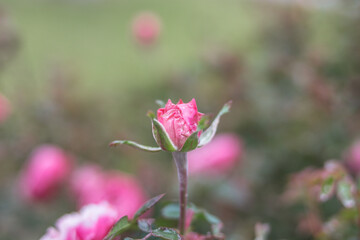 Pink Rosebud