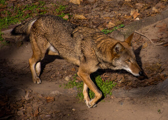Red Wolf