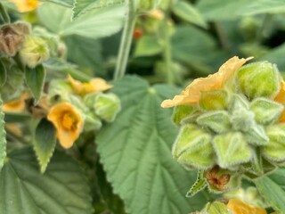 cucumber and flowers