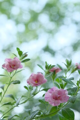 Obraz premium Small pink flowers and green leaves on a bush