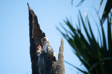 Barn Owl.Tyto alba rests in a nest on a dead perennial tree.Pathum Thani, Thailand.