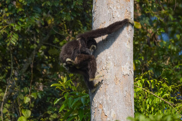 White-handed gibbon or Gibbons on trees, gibbon hanging from the tree branch. Animal in the wild, Khao Yai National Park, Thailand.