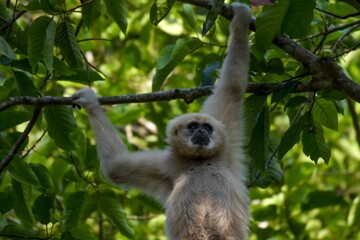 White-handed gibbon or Gibbons on trees, gibbon hanging from the tree branch. Animal in the wild, Khao Yai National Park, Thailand.