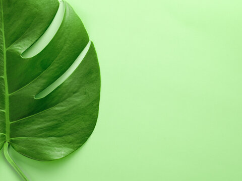 one big tropical green palm leaf Monstera on green background. Flat lay, top view from above, copy space. Botanical nature minimal monochrome concept