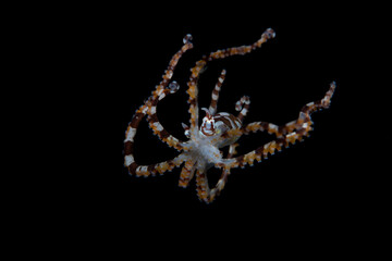 An amazing Wunderpus Octopus - Wunderpus photogenicus swims in the open sea. Underwater world of...