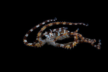 An amazing Wunderpus Octopus - Wunderpus photogenicus swims in the open sea. Underwater world of Tulamben, Bali, Indonesia.