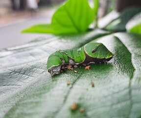 Tropical green caterpillar on the green leaf.