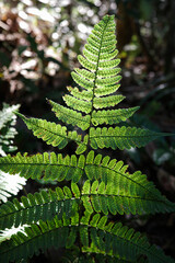 Green fern leaf with sunlight on back side.