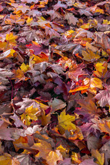 Fallen autumn leaves