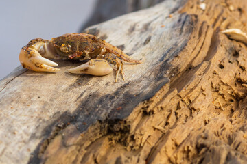 A small crab on an old wooden board. Animals in the wild
