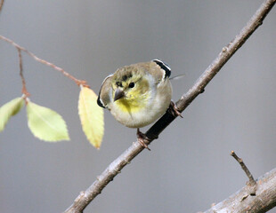 American Goldfinch #17