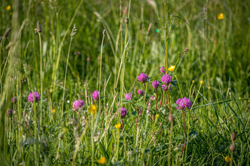 Fresh flowers in summer. Pink clover blooming in a wild meadow in Lithuania. Green small leaves closeup. Selective focus on the details, blurred background.