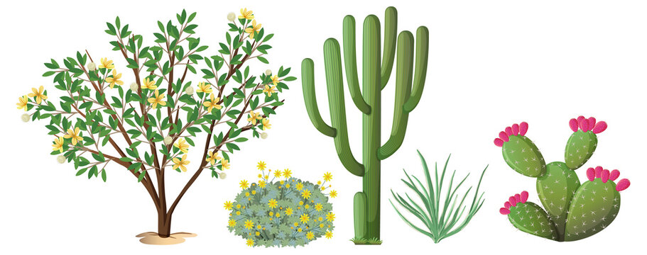 Different types of cactus and trees