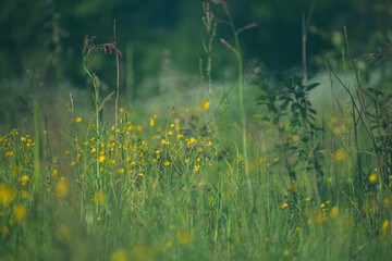 Green meadow with many small flowers. Wild lush plants in summer. Bright colors, delicate petals of buttercups. Selective focus on the details, blurred background.