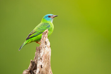 The blue dacnis or turquoise honeycreeper (Dacnis cayana) is a small passerine bird. This member of the tanager family is found from Nicaragua to Panama