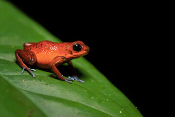 The strawberry poison frog or strawberry poison-dart frog (Oophaga pumilio, formerly Dendrobates...