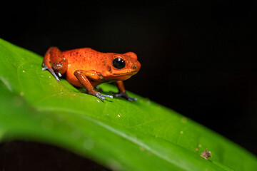 The strawberry poison frog or strawberry poison-dart frog (Oophaga pumilio, formerly Dendrobates pumilio) is a species of small poison dart frog found in Central America
