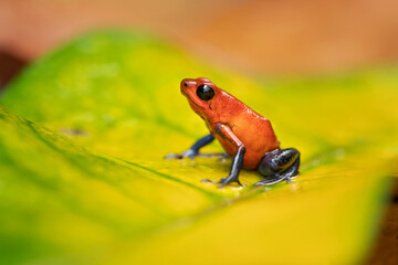 The strawberry poison frog or strawberry poison-dart frog (Oophaga pumilio, formerly Dendrobates...