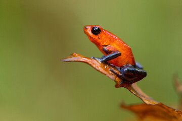 The strawberry poison frog or strawberry poison-dart frog (Oophaga pumilio, formerly Dendrobates pumilio) is a species of small poison dart frog found in Central America