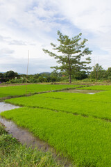 green rice field with Bombax ceiba