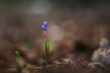Scilla is a blue spring flower. Scilla blooms in early spring in the forest. Blue flower in sunlight close-up on blurry background, macro.