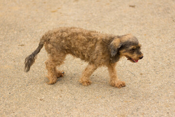 stray dog