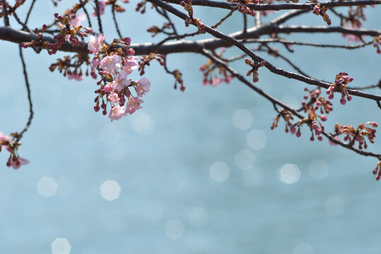河津桜と光る水面-2