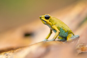 The granular poison frog (Oophaga granulifera) is a species of frog in the family Dendrobatidae, found in Costa Rica and Panama.