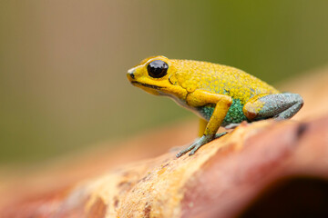 The granular poison frog (Oophaga granulifera) is a species of frog in the family Dendrobatidae, found in Costa Rica and Panama.
