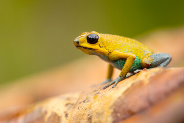 The granular poison frog (Oophaga granulifera) is a species of frog in the family Dendrobatidae, found in Costa Rica and Panama.